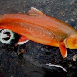 Float Trips Photos